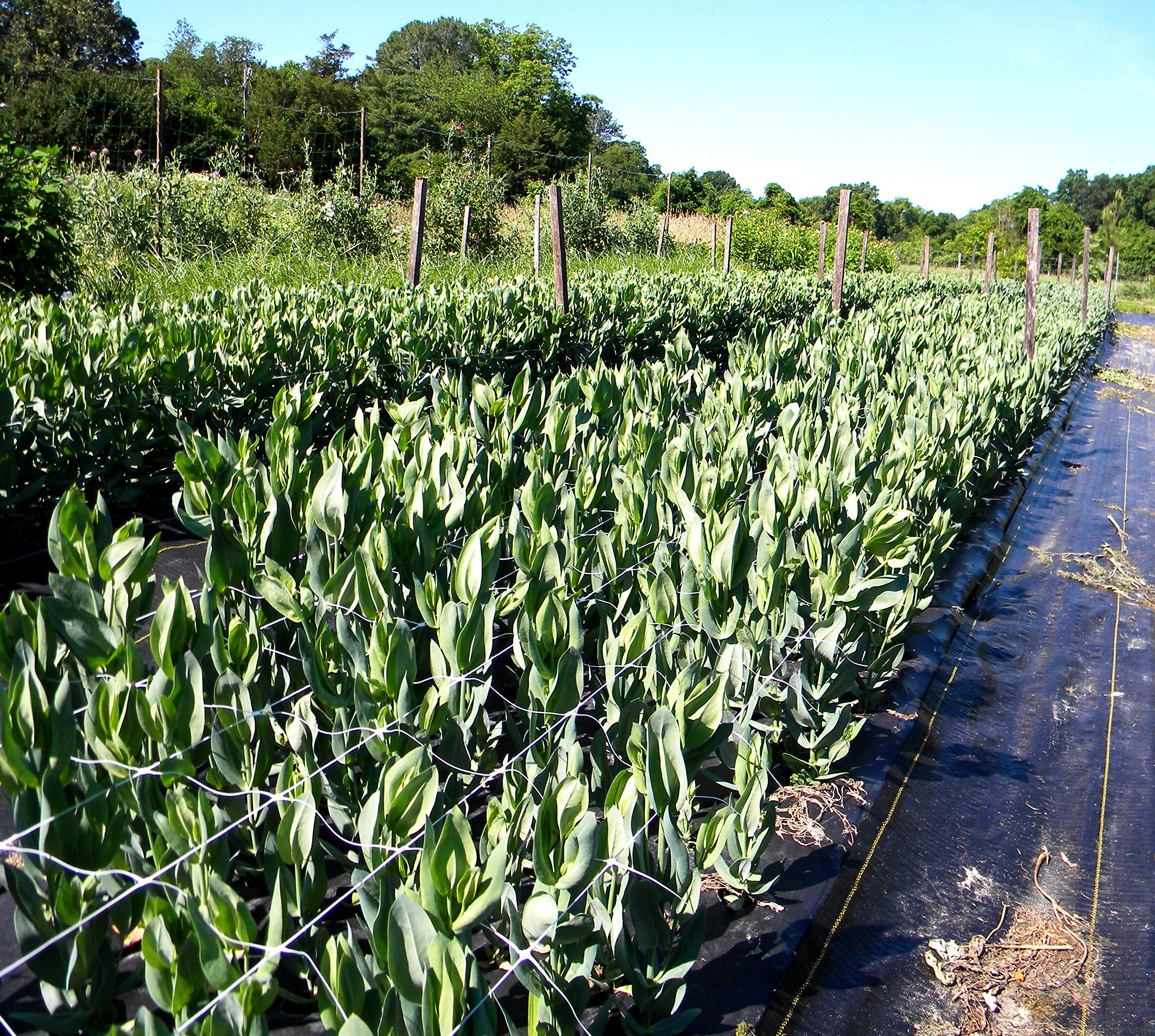 TENAX Hortonova SM net for container gardens and planters.