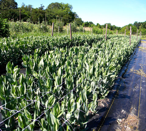 TENAX Hortonova SM net for container gardens and planters.
