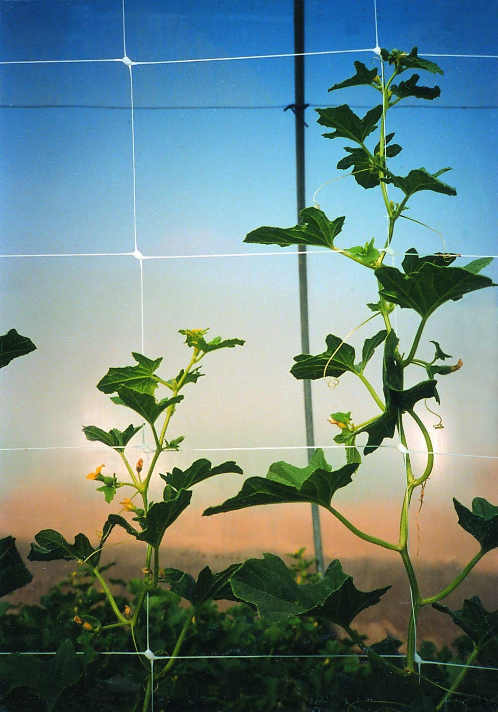 TENAX Hortonova SM white trellis blends with garden aesthetics.