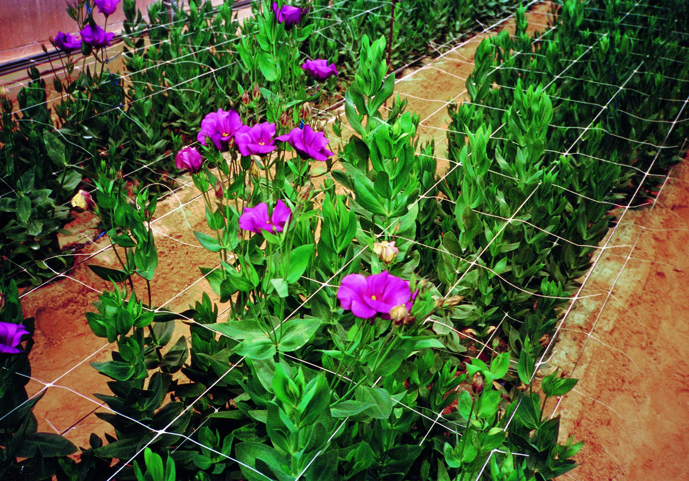 TENAX Hortonova SM trellis used horizontally in garden beds.