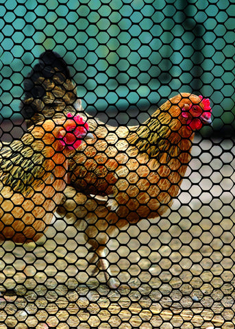 TENAX poultry fence black mesh blends into landscape for low visibility.
