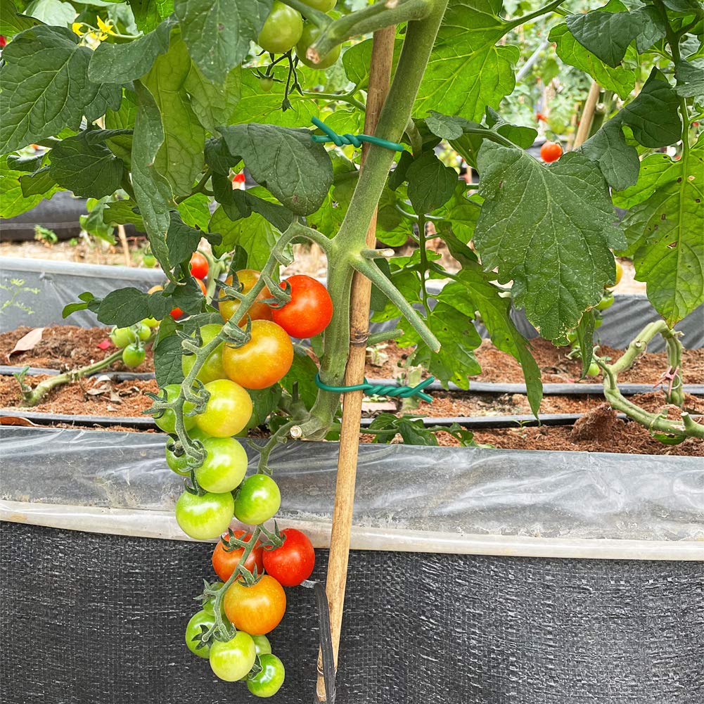 Green garden wire ideal for tomato and rose trellises.