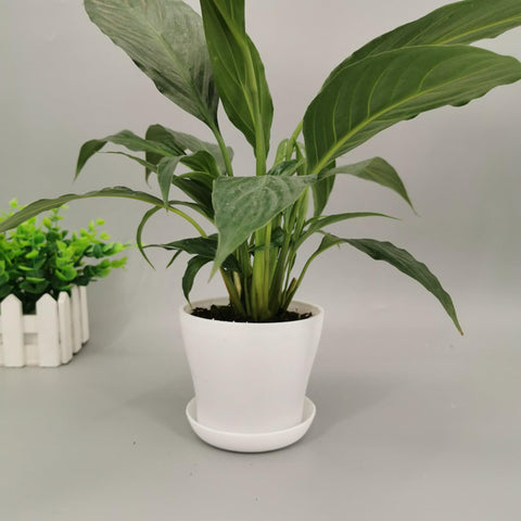 Tergy 4-inch pots for herbs and small vegetables.
