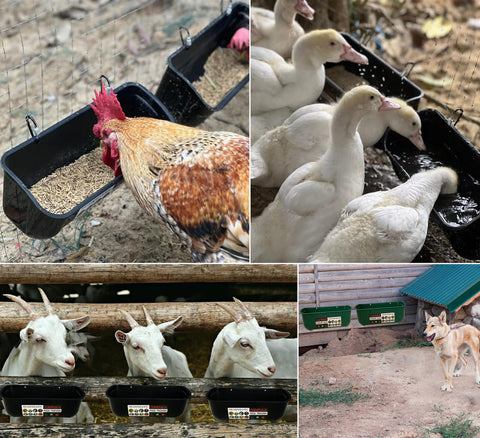 Ideal gift for poultry keepers upgrading from rubber pans.