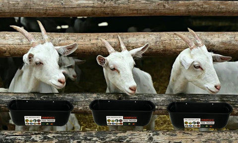 Easy setup example of Terminalia feeders in a coop or yard.