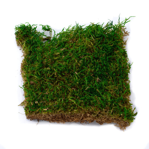 TerraGreen Creations bioactive succulent soil supports healthy roots and vibrant growth.
