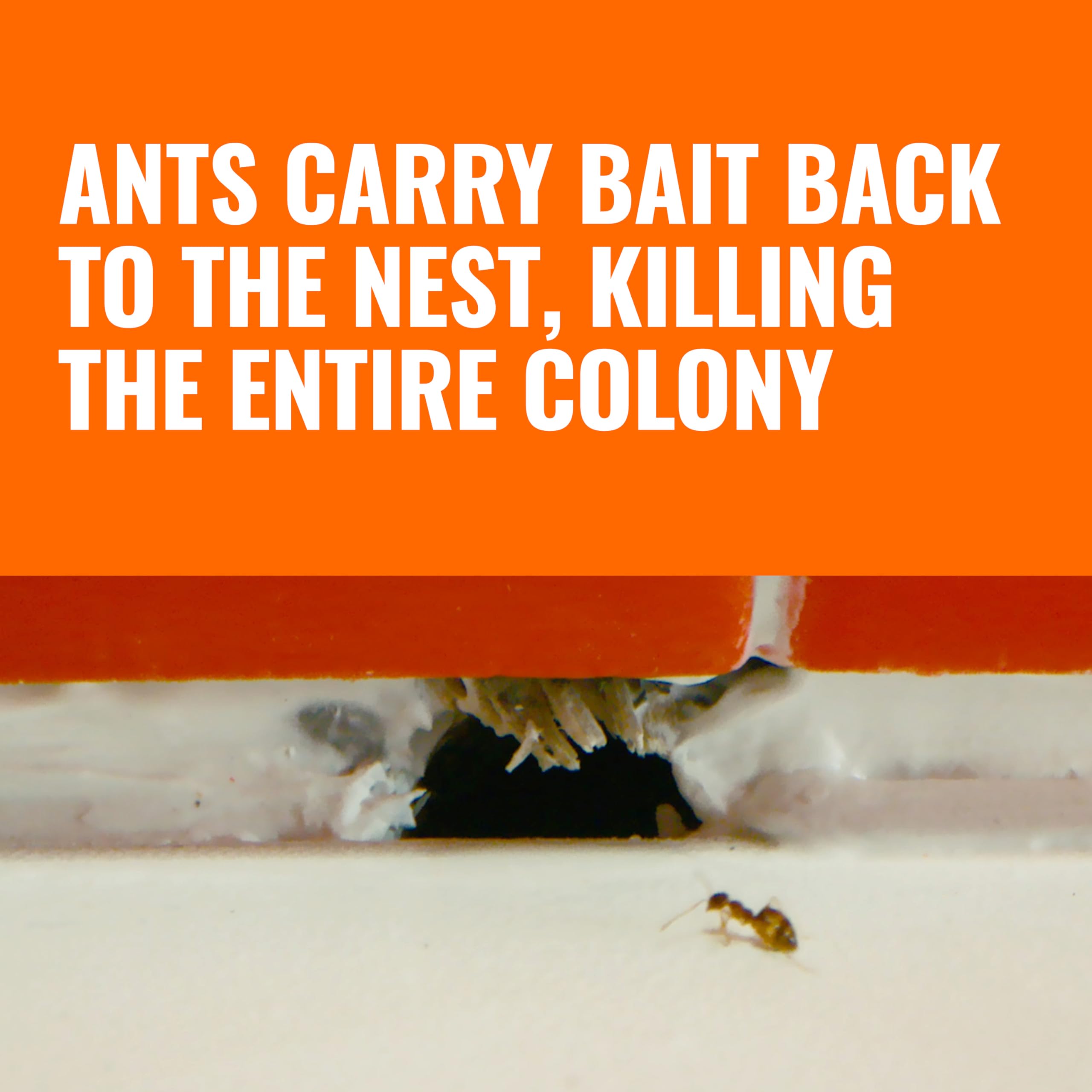 Terro baseboard placement image demonstrates discreet placement for ongoing indoor ant control.
