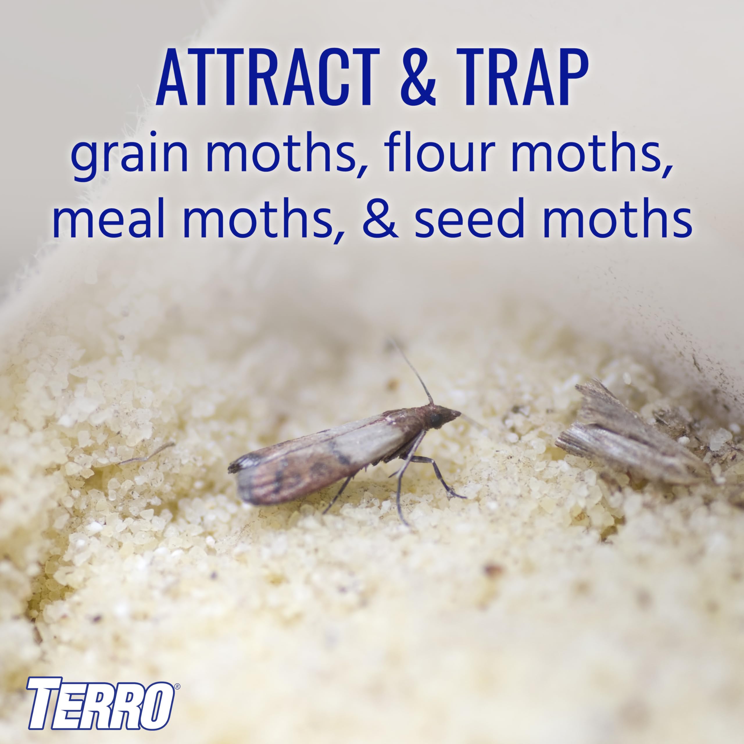TERRO Pantry Moth Traps lure card ready to use for moth attraction