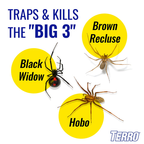 TERRO Spider Trap T3206 glue surface captures spiders and other crawling pests.