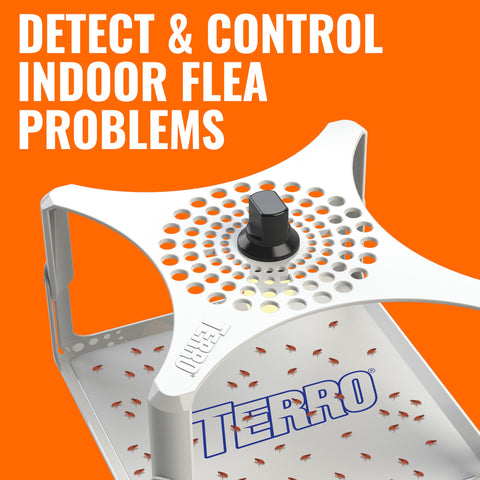 Terro T230 glue board insert ready to capture fleas on contact.