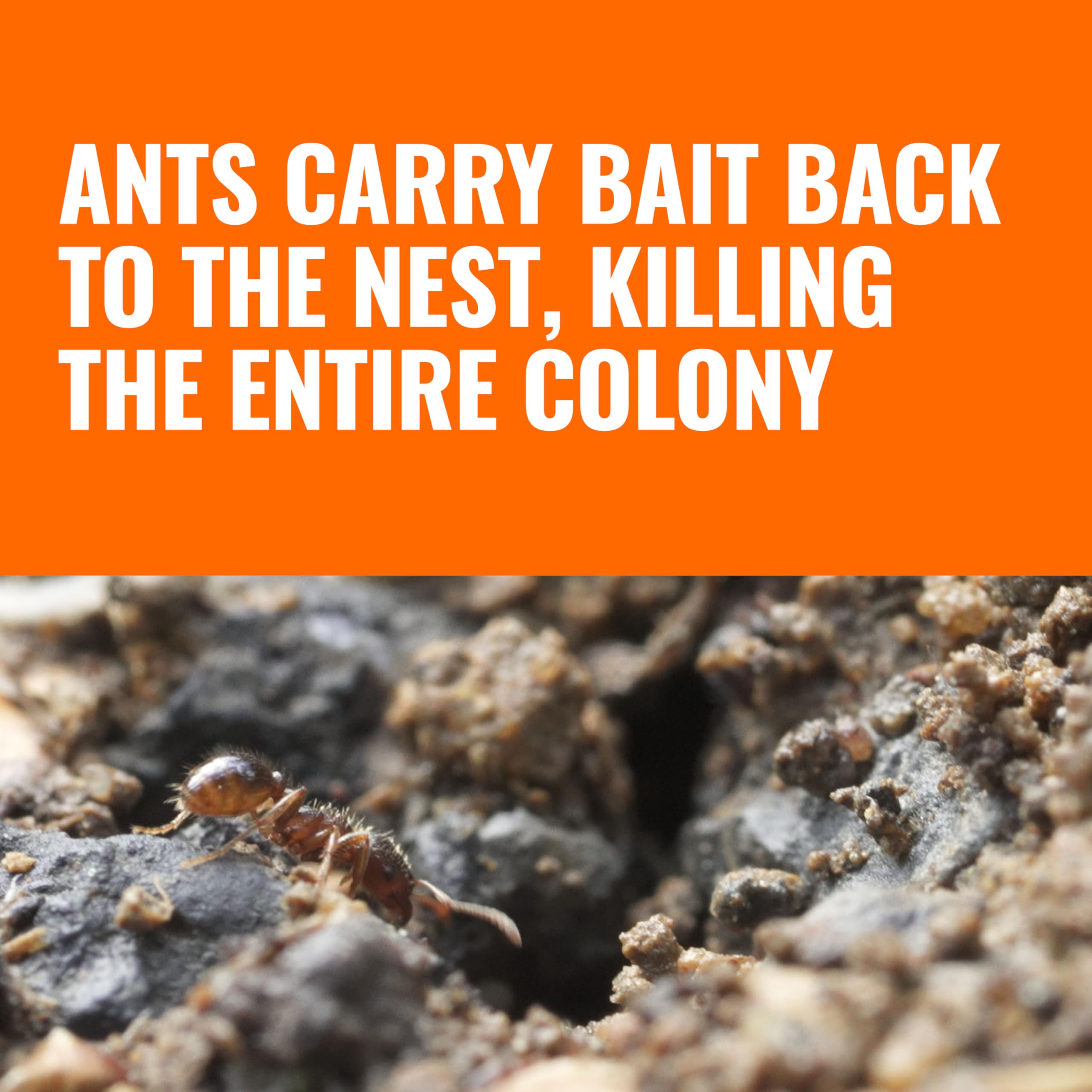 TERRO weatherproof ant station resists rain and sun for outdoor control.