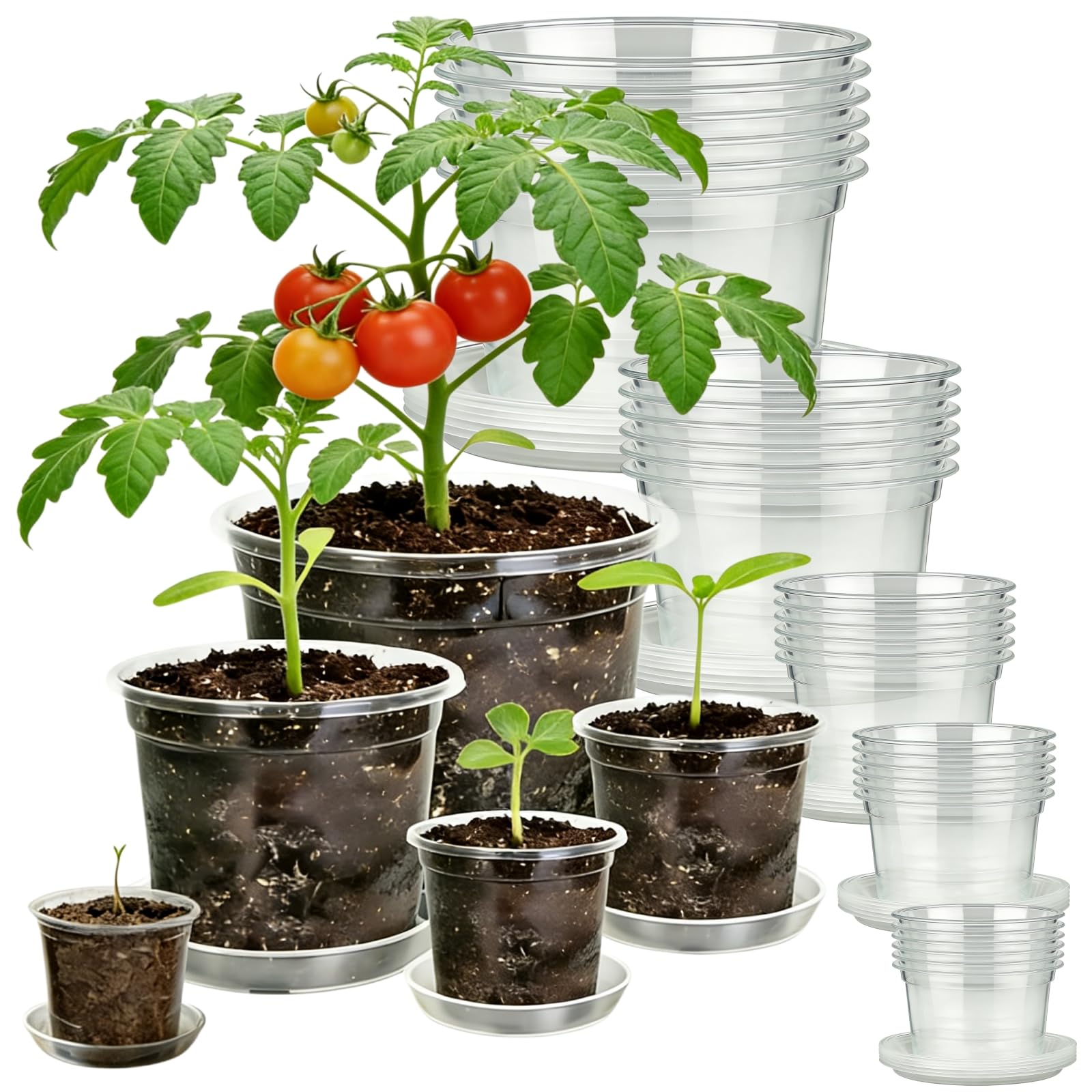 TESSTSY clear nursery pot 3 inch with drainage and root visibility.