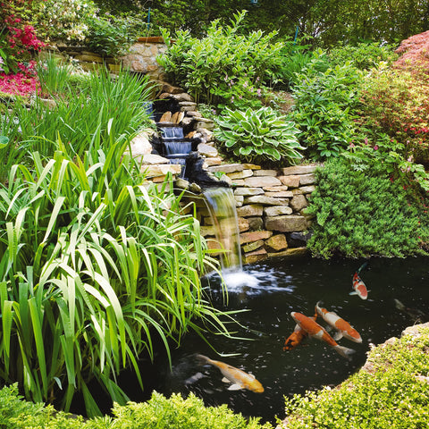 Tetra AlgaeControl bottles beside ornamental fish and plants for algae control.