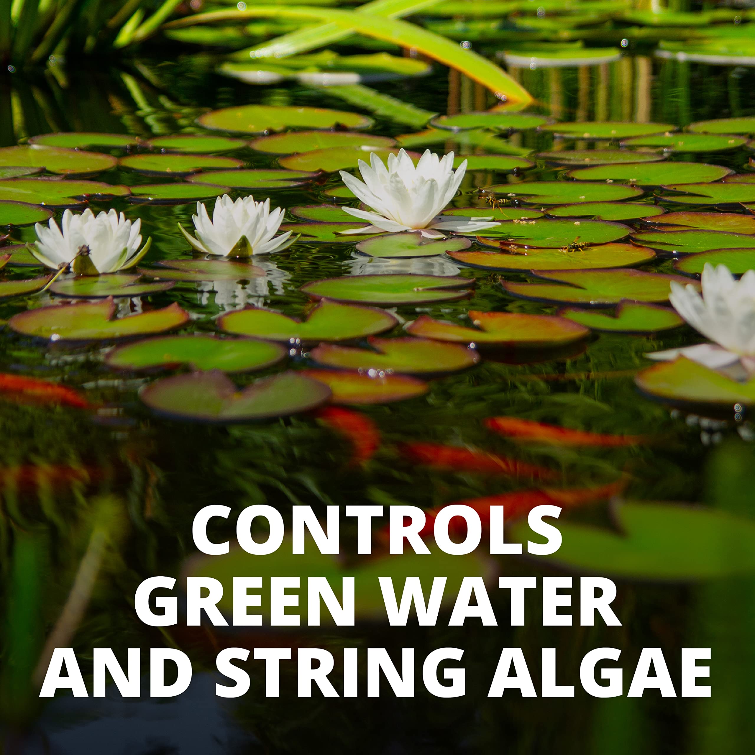 Tetra AlgaeControl treatment in a pond reducing green water blooms.