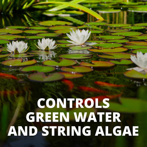 Tetra AlgaeControl treatment in a pond reducing green water blooms.