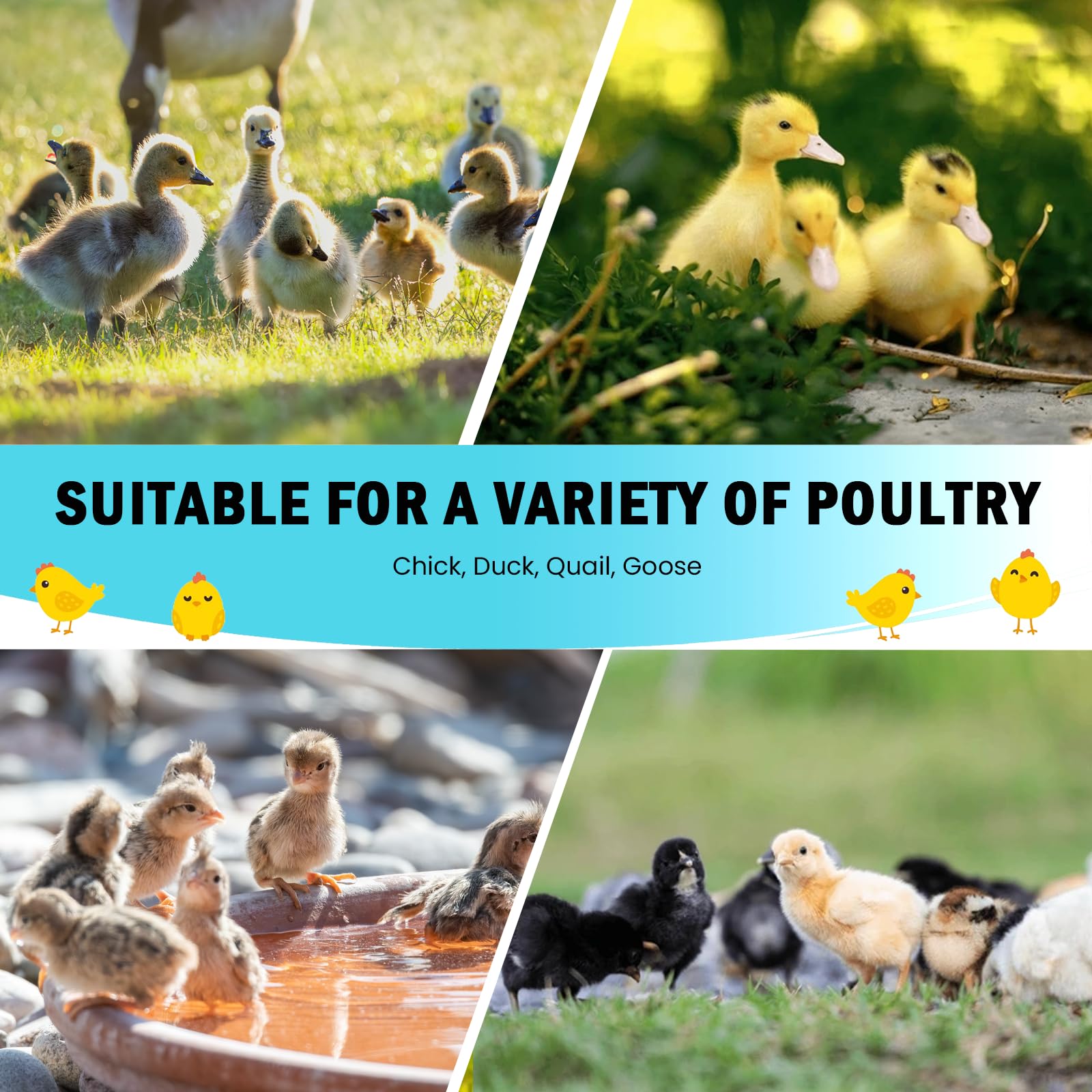 Tetuga three-sided mesh ventilation supports airflow while keeping chicks safe