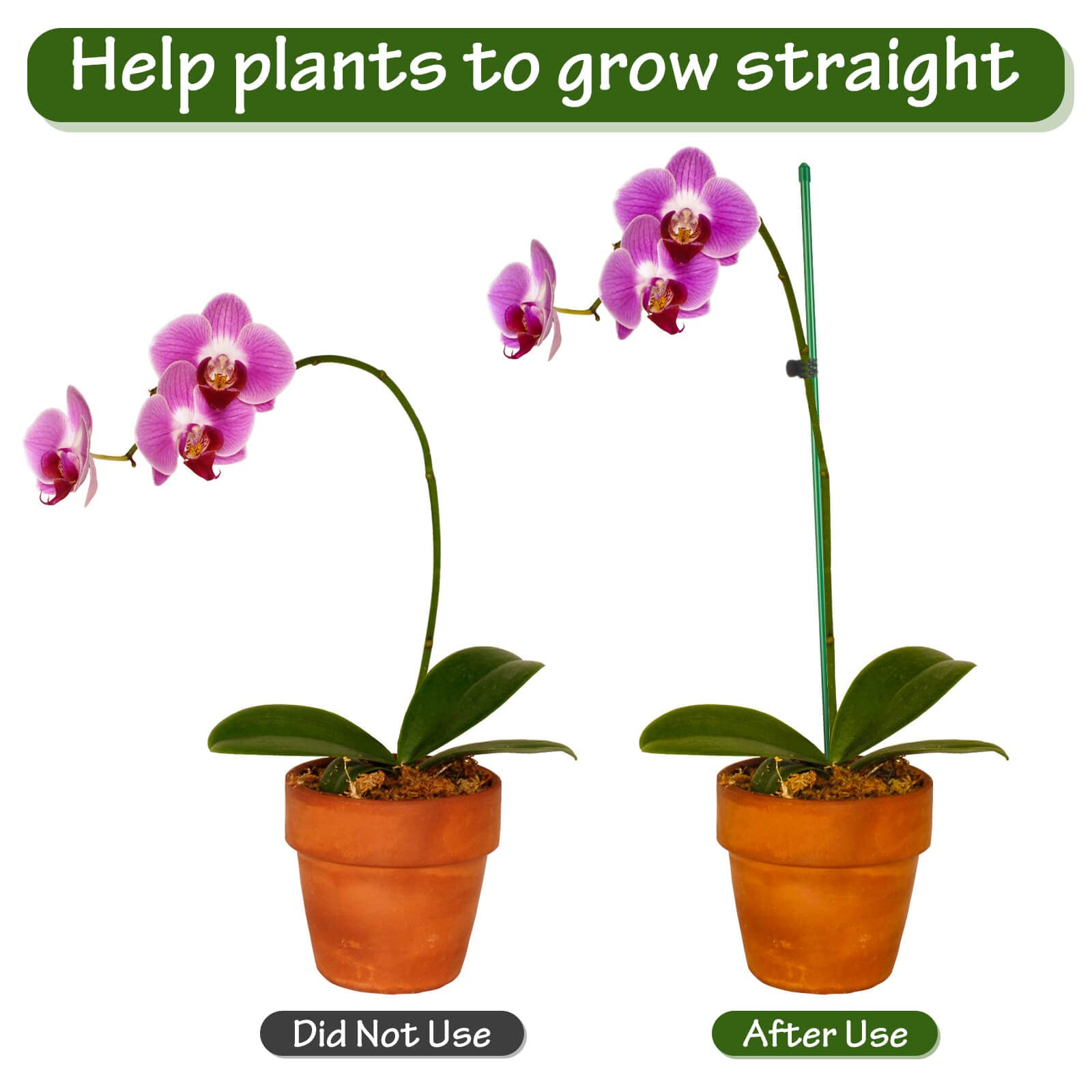 Tetutor orchid clips and tie help secure stems without damage.