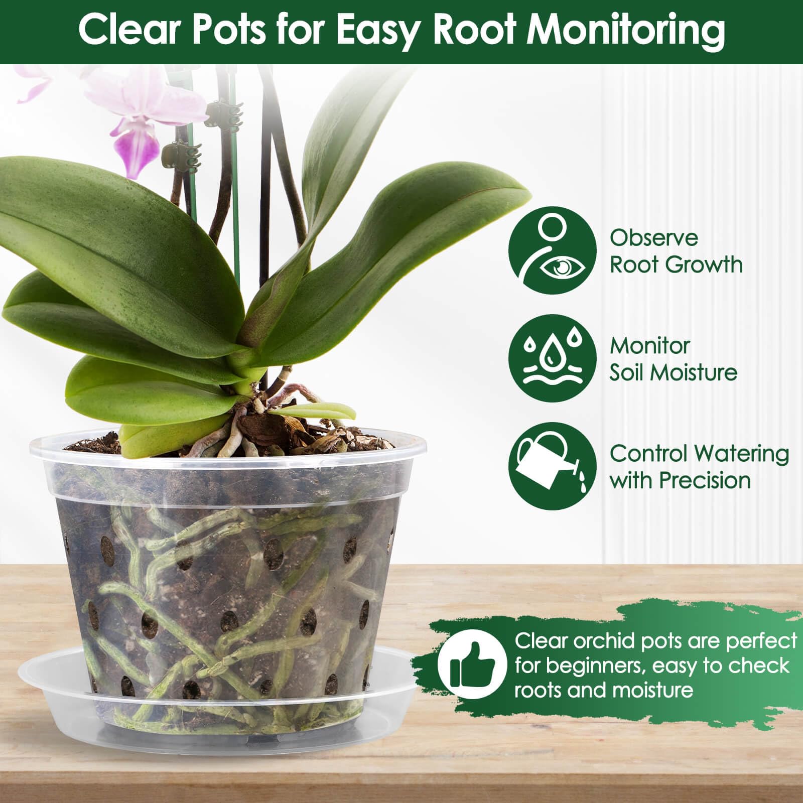 Tetutor clear pots with holes help monitor moisture and root health.