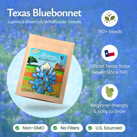 Texas Bluebonnet blooms in a field showcasing vibrant blue-violet color