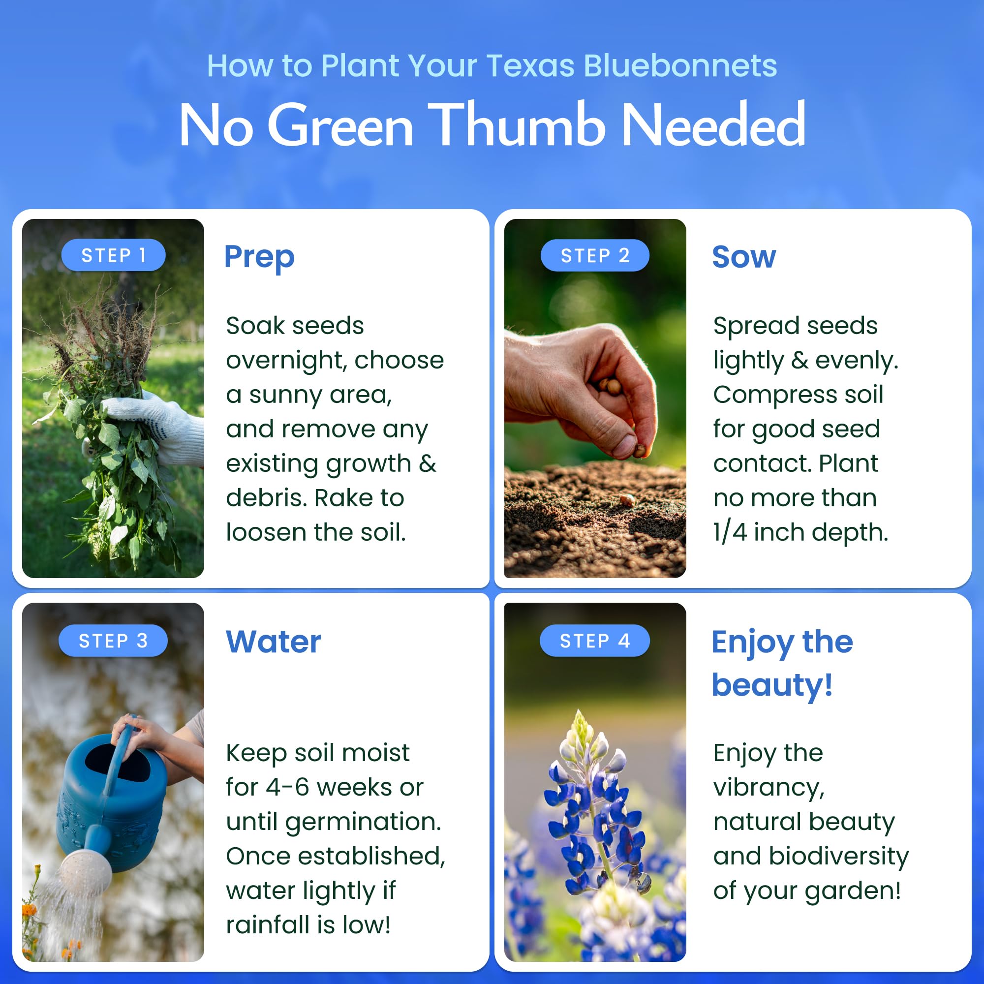 Planting Texas Bluebonnet seeds in full sun for best growth