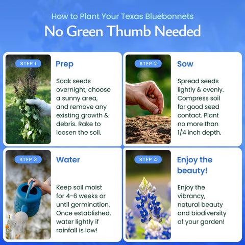 Planting Texas Bluebonnet seeds in full sun for best growth