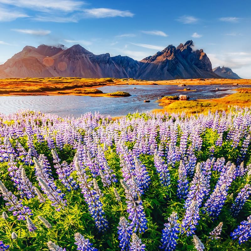 Texas Lupine bees on blooms highlight pollinator-friendly garden.