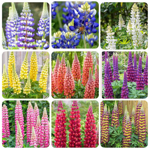 Texas Lupine bloom cluster enhances border color in sunny gardens.