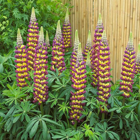 Texas Lupine drought-tolerant foliage illustrates water-wise landscaping.