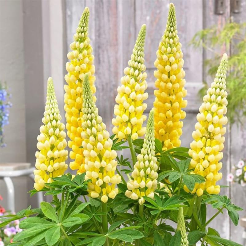 Texas Lupine thriving in full sun garden displays bright blooms.