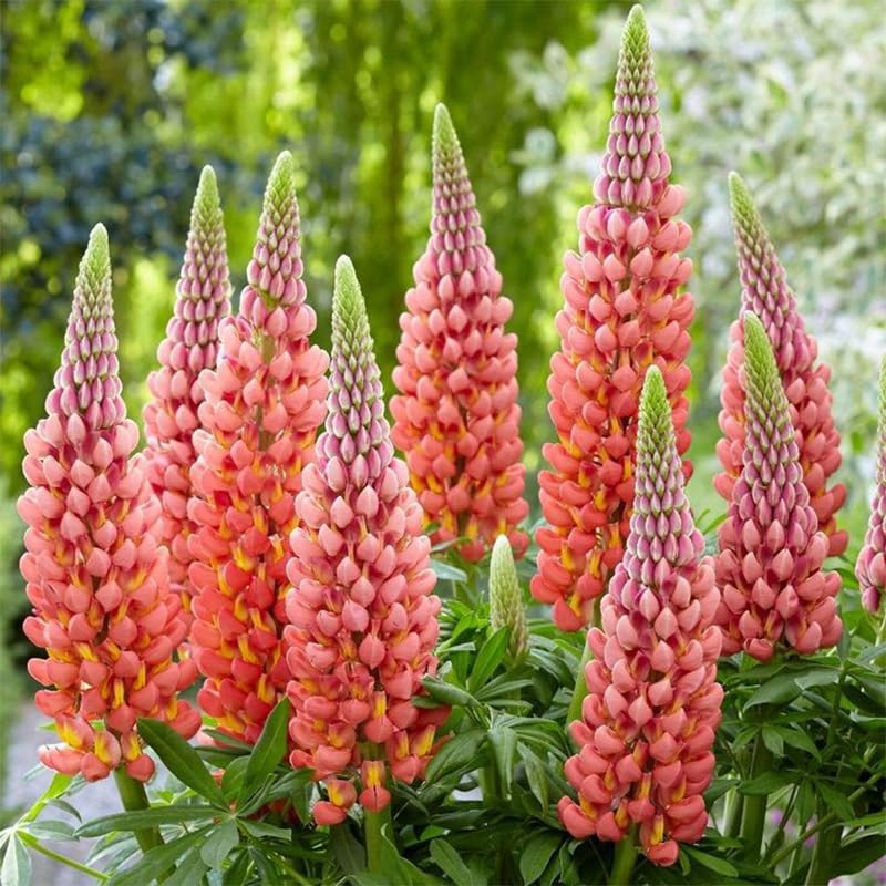 Texas Lupine planting tips image guides reliable seed germination.