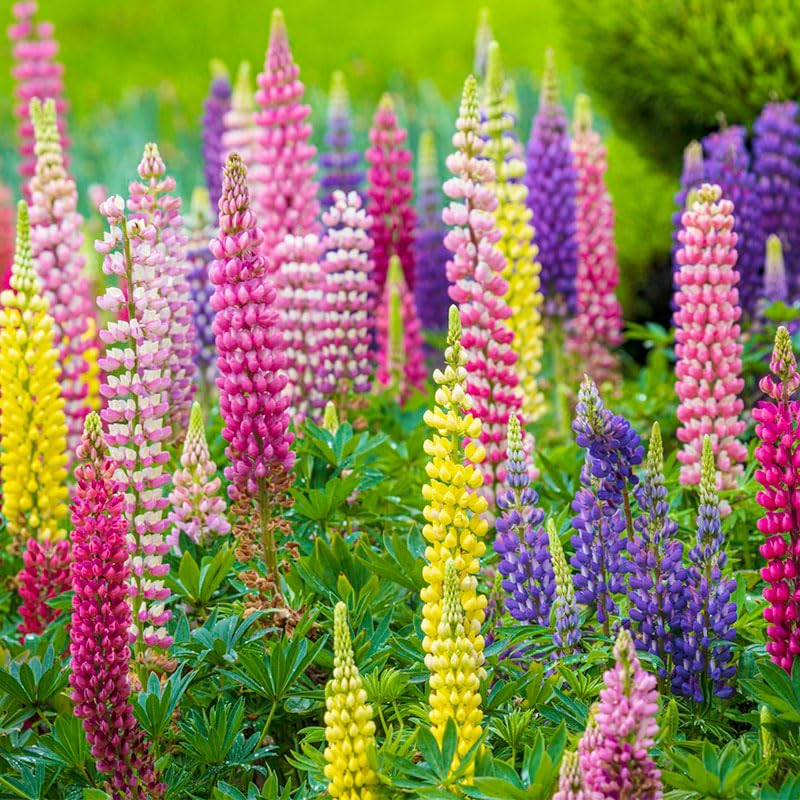 Texas Lupine wildflower-border scene attracts pollinators.