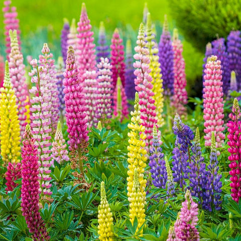 Texas Lupine wildflower-border scene attracts pollinators.