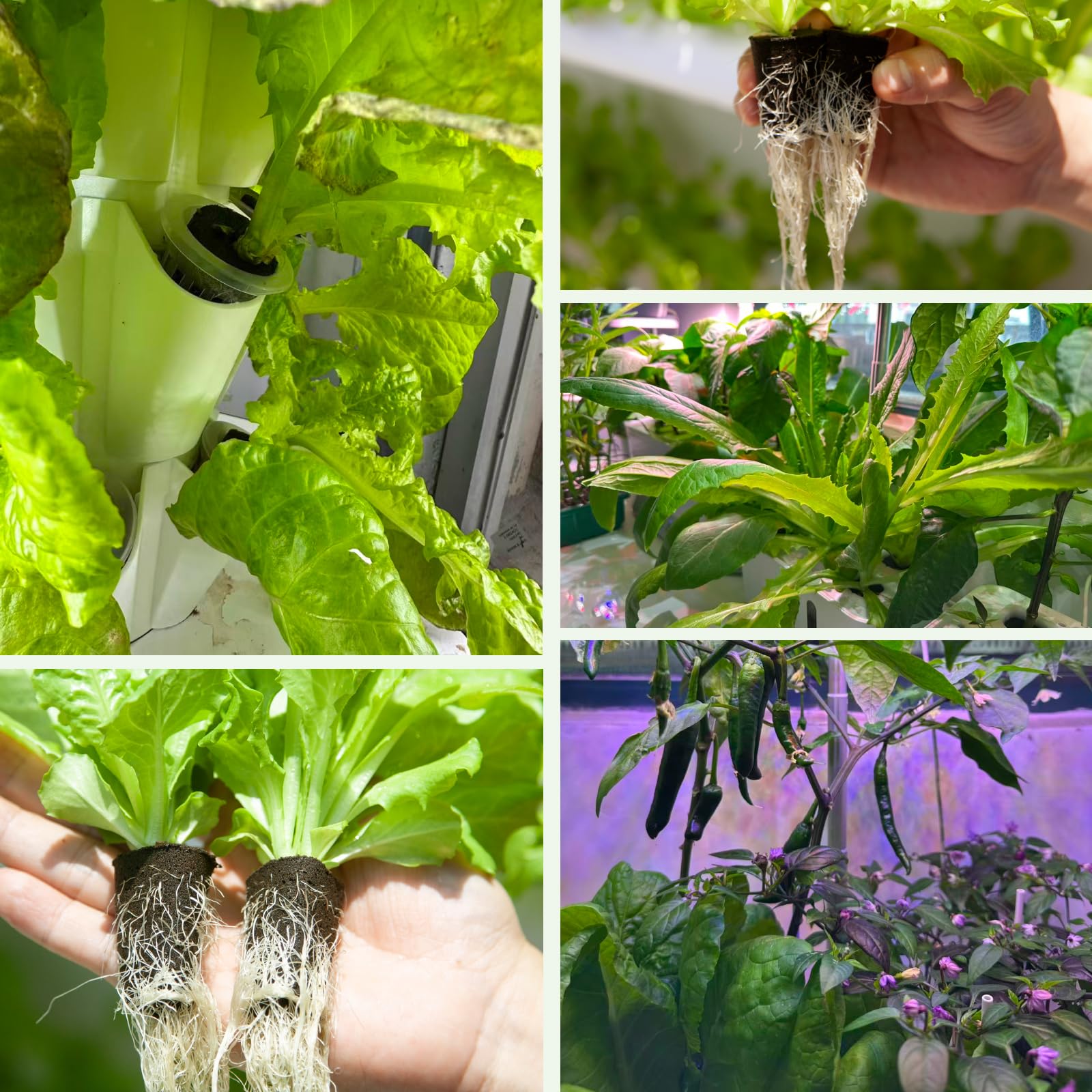 TEZKOLES versatile pods suit basil, lettuce, tomatoes, strawberries, and more.