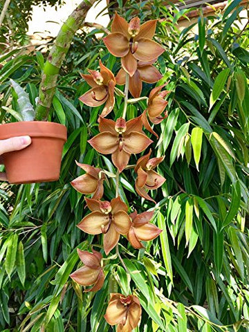 Tezula Plants MSU Orchid Fertilizer provides calcium and magnesium for healthy growth.