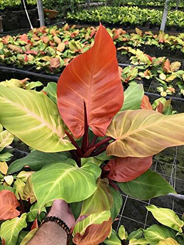 Tezula Plants MSU Orchid Fertilizer comes in resealable packaging.