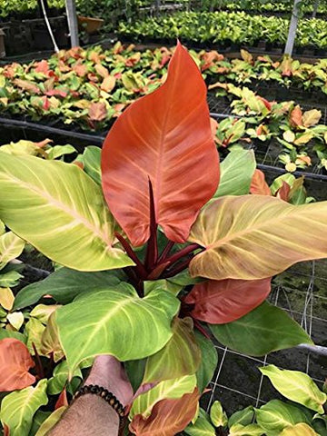 Tezula Plants MSU Orchid Fertilizer comes in resealable packaging.