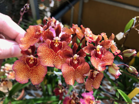 Tezula Plants orchid fertilizer dilution steps for safe use