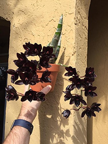 Tezula Plants orchid fertilizer supports vibrant blooms and healthy leaves