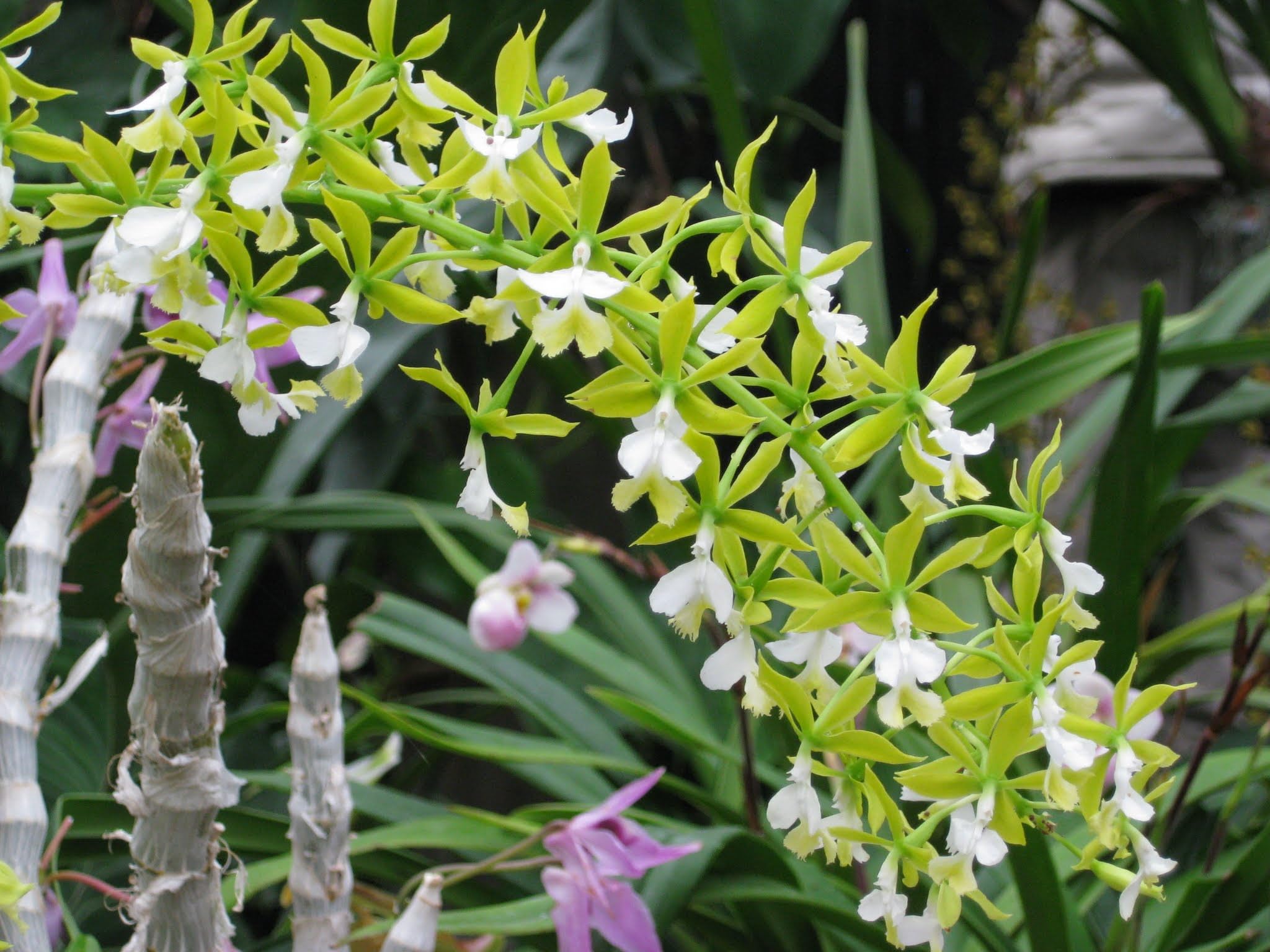 Tezula Plants premium New Zealand tree fern for tropical plant health.