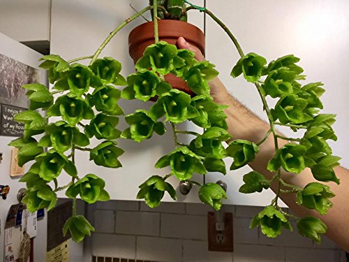 Tezula Plants RO water formula supports consistent nutrient delivery