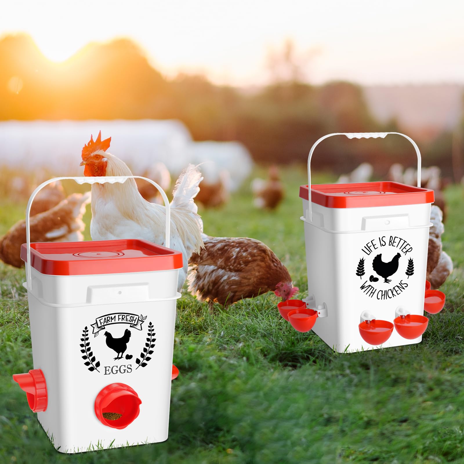 Tgeyd daily feed and water routine supports consistent coop care.