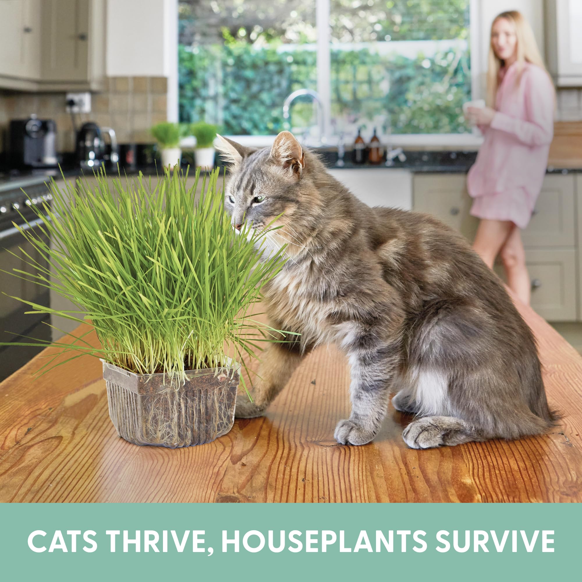 The Cat Ladies BPA-free containers, safe, reusable planters for cat grass.