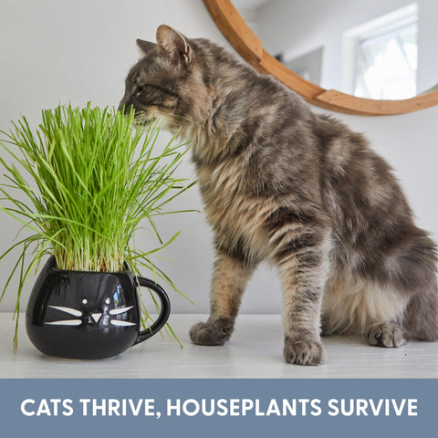 The Cat Ladies planter shown on a cozy cat-friendly table.