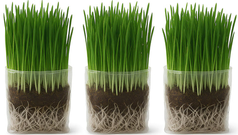 The Cat Ladies cat grass grow bag kit ready for quick indoor cat grazing