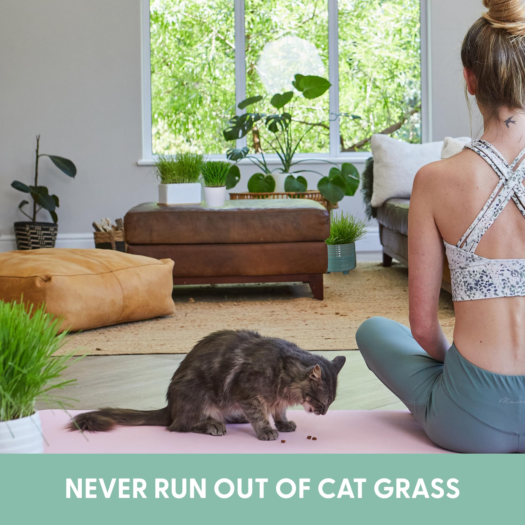 The Cat Ladies cat grass instructions guide easy, no-fuss growing for beginners