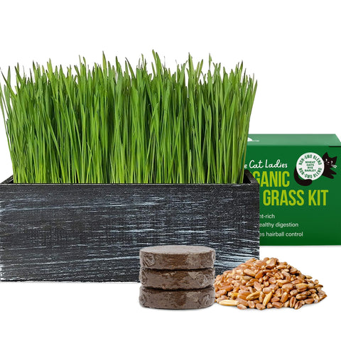 The Cat Ladies cat grass kit in black planter, ideal for indoor cats.
