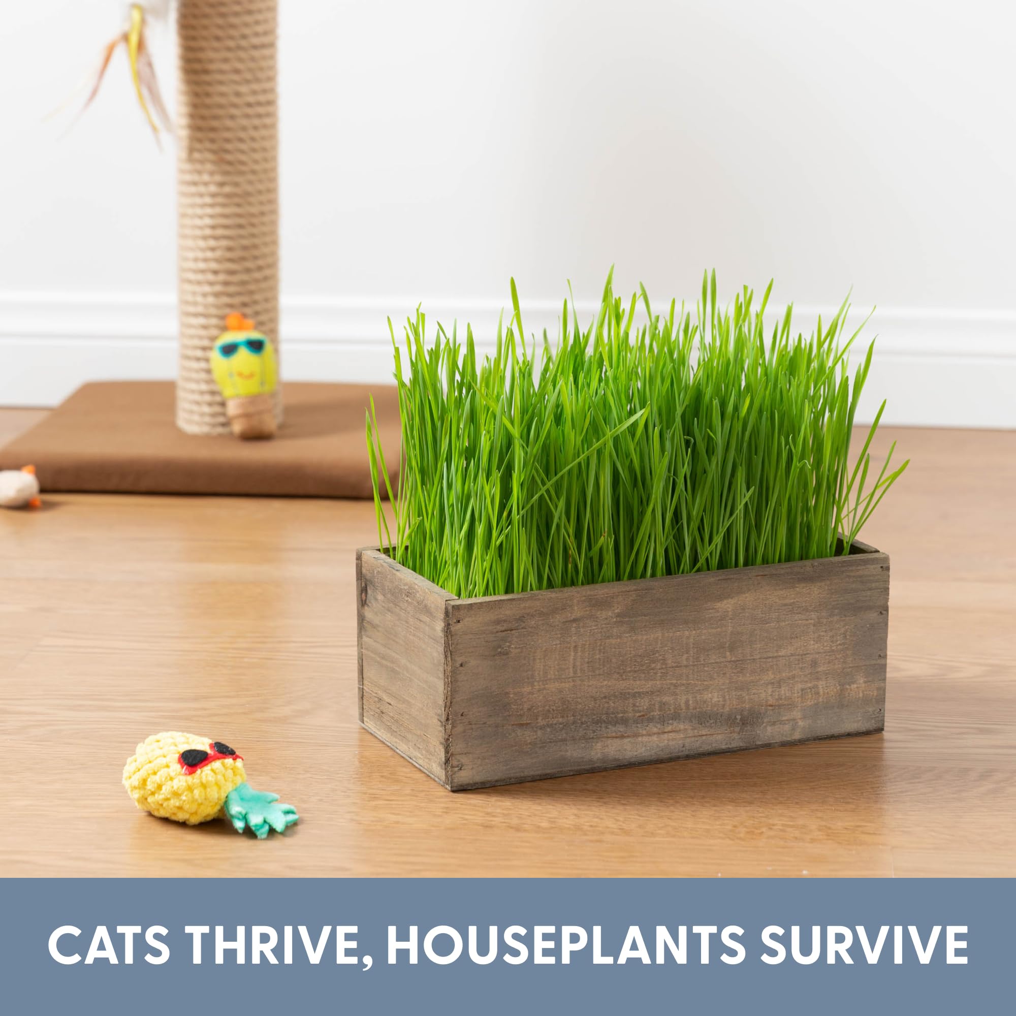 The Cat Ladies kit contents including planter, seeds and disks for simple setup.