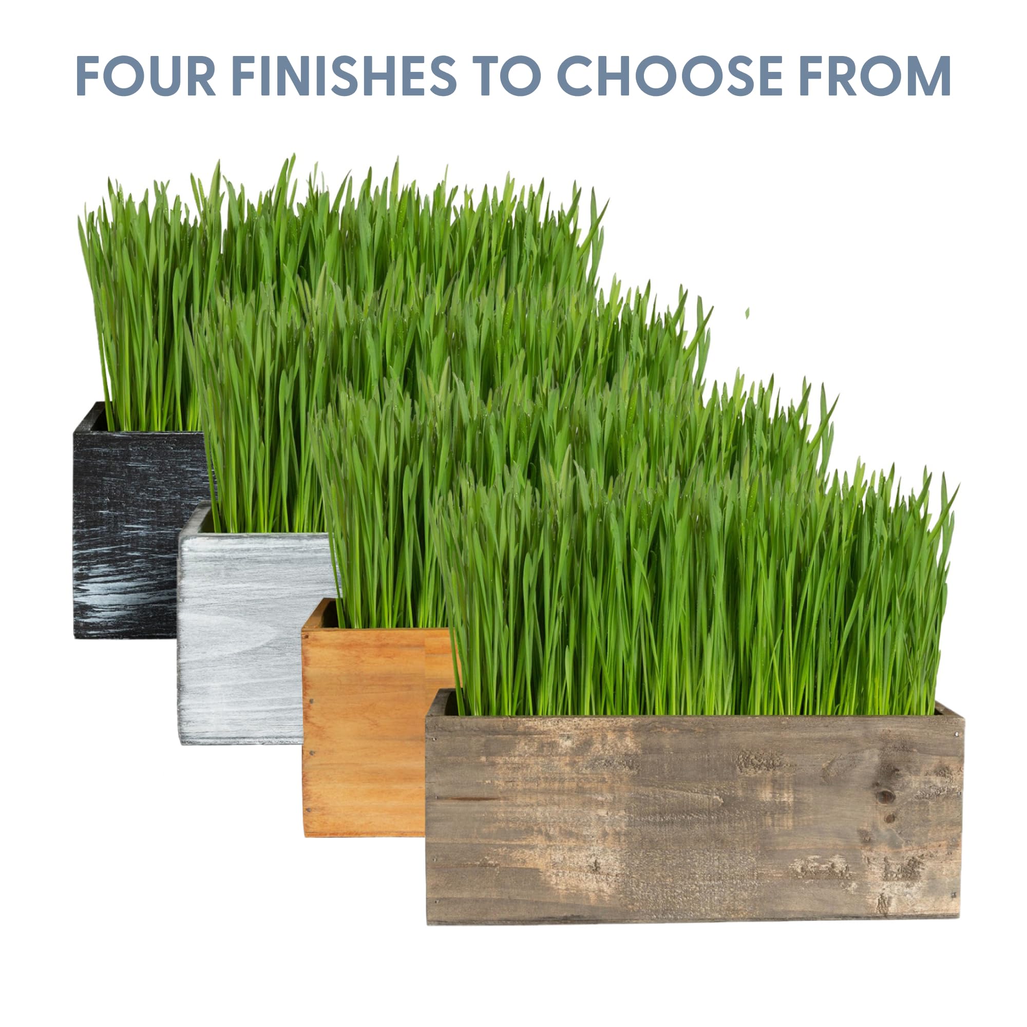The Cat Ladies cat grass kit decorating home while supporting pet play.