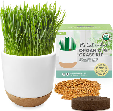 The Cat Ladies cat grass kit planter closeup—stylish indoor greens for your cat.