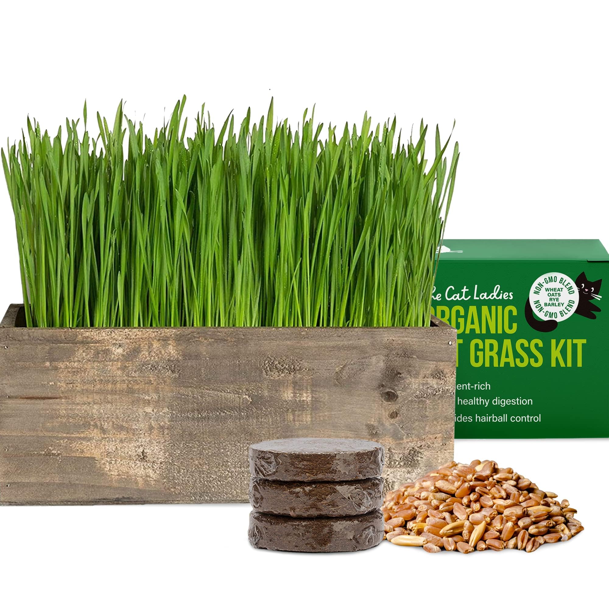 The Cat Ladies cat grass kit in rustic planter boosts indoor greenery for happy cats.